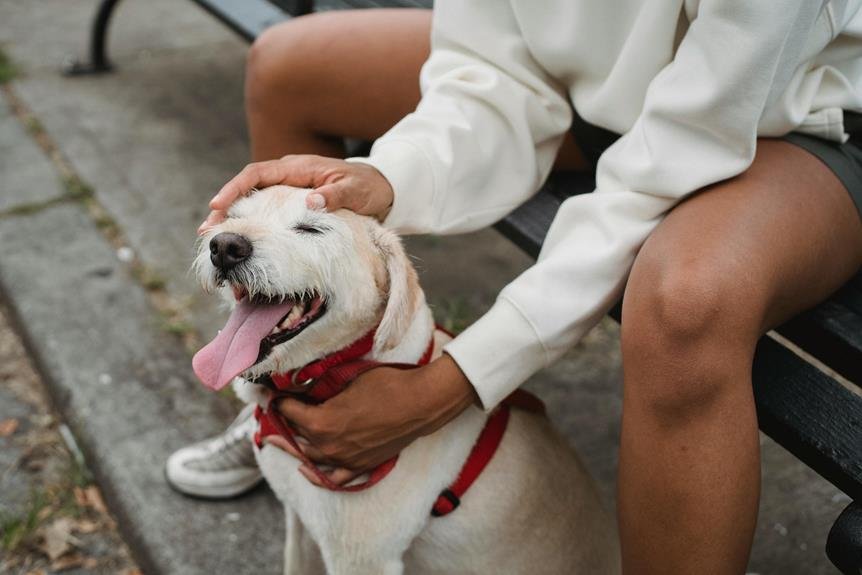 adattamento collare cane nuovo